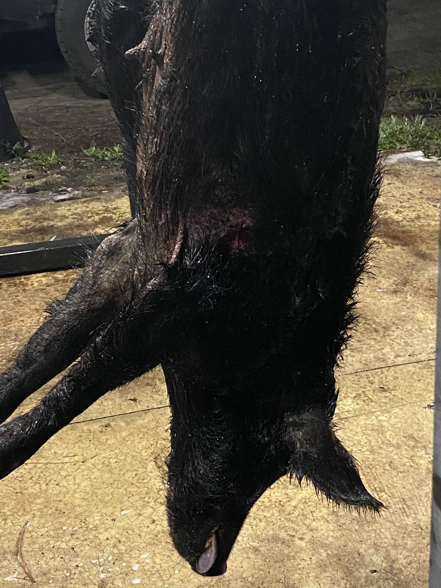 DirtRadbad69's tweet photo. Florida hog…today was a good day. One more day to nab some more. #whackemandstackem https://t.co/VdPp9vmsjD