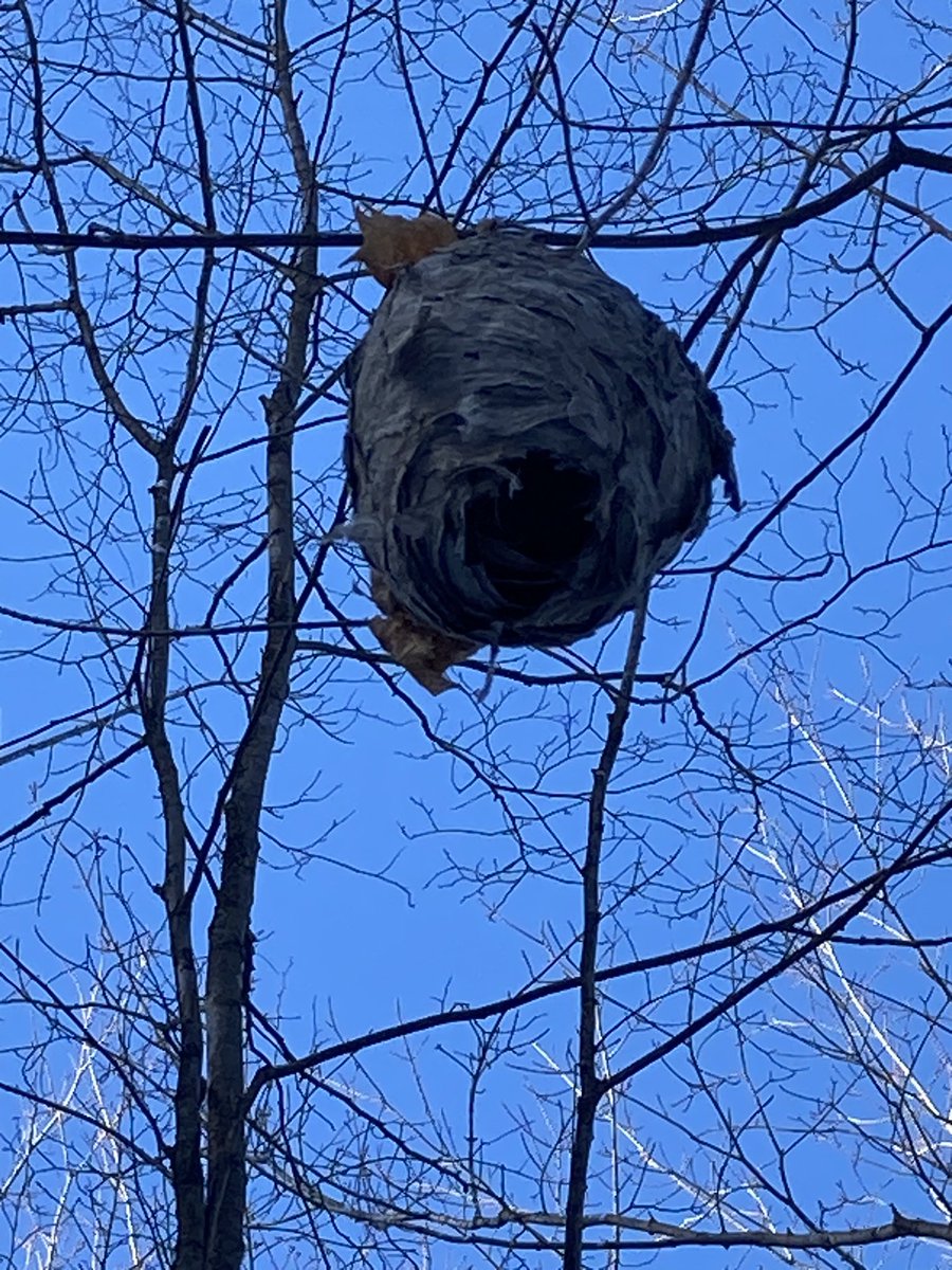 Great day to be in grade 4. Coding then a wonderful Forest Walk.  Birds nests, wasp nests, sunshine and smiles.  We are so grateful for this place. <a href="/ShingwakonsPS/">Shingwàkons Public School</a> <a href="/OCDSB/">OCDSB</a>