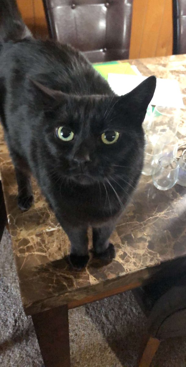 Seth_4evermore's tweet photo. Sadly, Meowcolm passed in his sleep last Saturday. It’s sad that I wasn’t there when it happened. I still remember the day he was adopted back in 2013. He was a very special cat and everyone who met him adored him. He was there through so much. 
     Meowcolm 2012-12/10/2022 💔 https://t.co/naJrwNPqpd