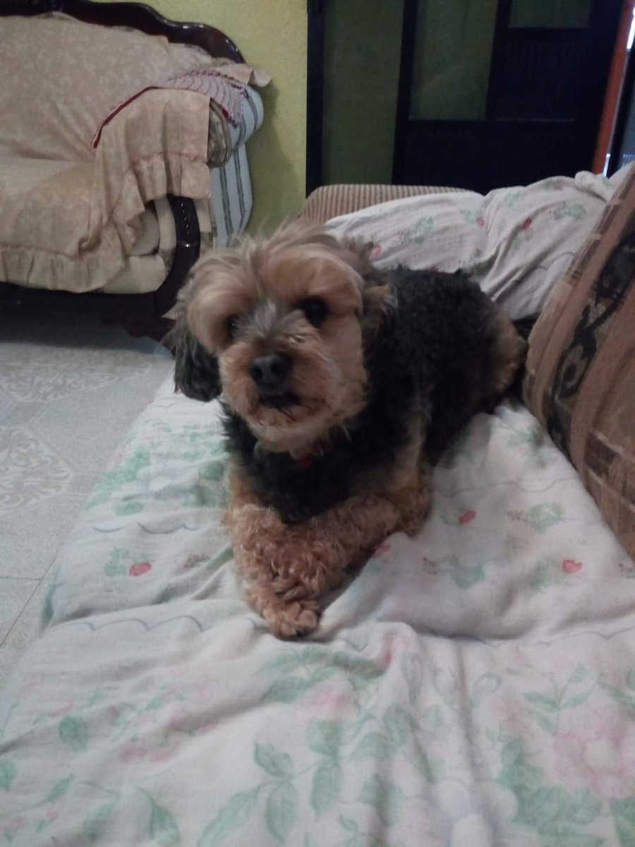karlamatsui's tweet photo. Hola aquí viéndolos y animarme porque el domingo 11 falleció mi perrito goliat lo extraño mucho fue un gran compañero en mi vida @kikamx_ @marmotmx @freudchicken @LuisDayo_ @enormetroll https://t.co/3YZFO9TDsG