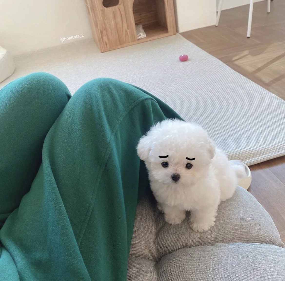 눈썹 붙여놨더니 세상 억울해짐...