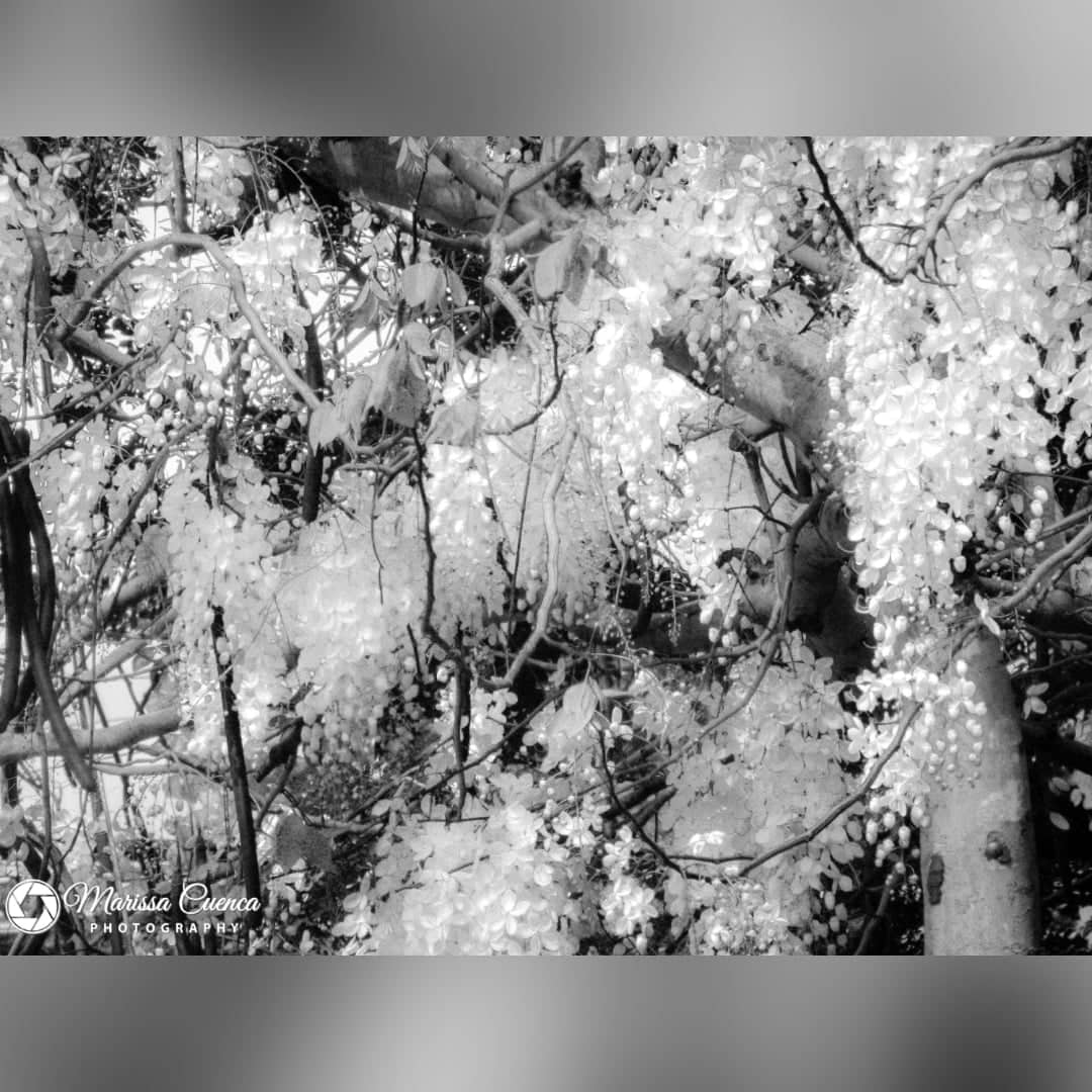 MarissaCuencaP1's tweet photo. Infrared Photography 
#infrared #infra #infraredphotography #infraredworld #infrared_images #picturesoftheday #photo #photography #photographer #nature #naturephotography #naturelovers #photowalk #androidphonephotography #phonephotography #marissacuencaphotography https://t.co/Z2DQa8F7WK
