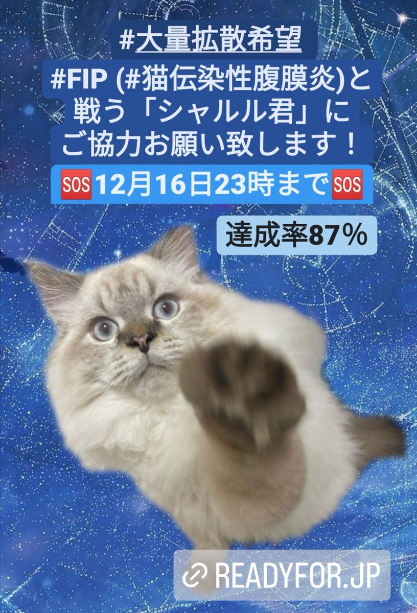 📢拡散リツイートお願いします🙏
🍀難病 #FIP【#猫伝染性腹膜炎】を発症した【シャルル君】に、ご支援をお願いします🙇‍♀️
🆘12月16日23:00まで🆘
⚠️残り3日
🆘達成率87％🆘
⚠️目標達成しないと、支援金が受け取れません😭
readyfor.jp/projects/osaka…
<a href="/osakanasukinya2/">シャルル【FIP治療中】</a>
#猫好きさんと繋がりたい #闘病中
