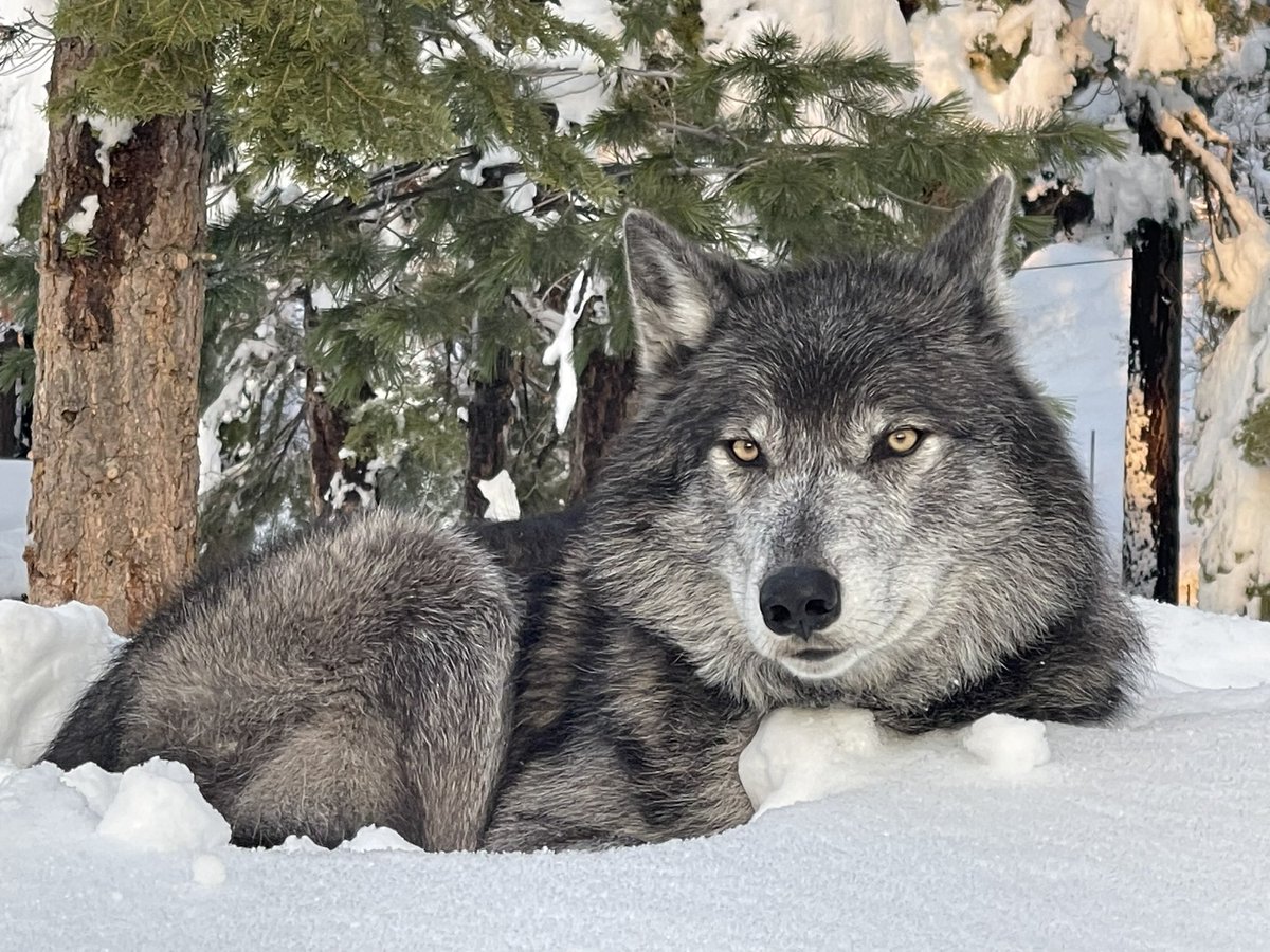 OlivrTheWolfGuy's tweet image. Our &quot;little baby boy,&quot; Iqniq, is picture perfect!  #WolvesOfTwitter