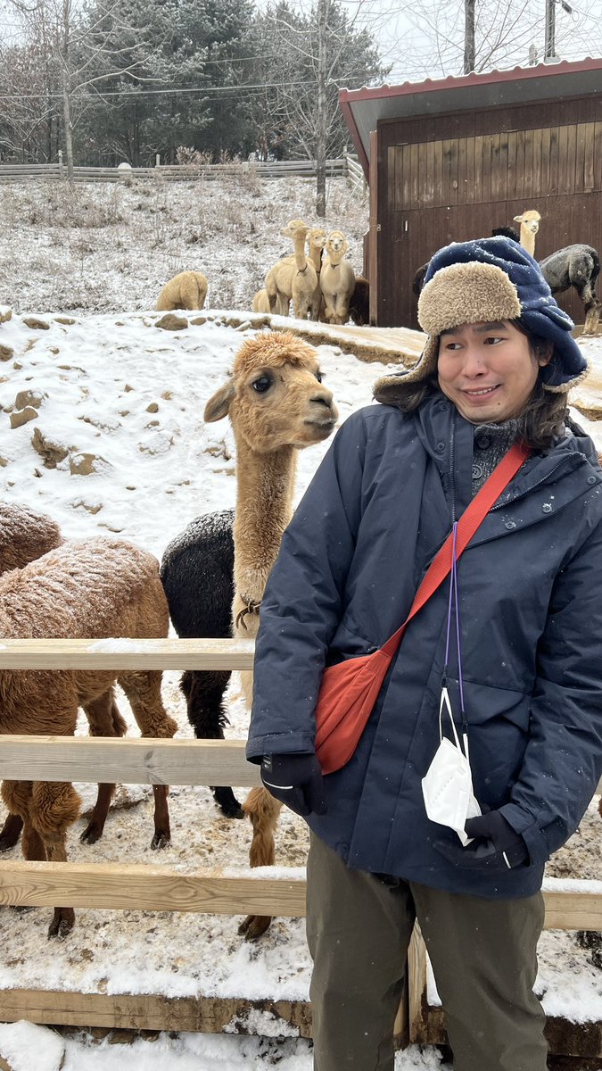 amiciness's tweet photo. #alpacaworld #korea https://t.co/mLlwmBrL00