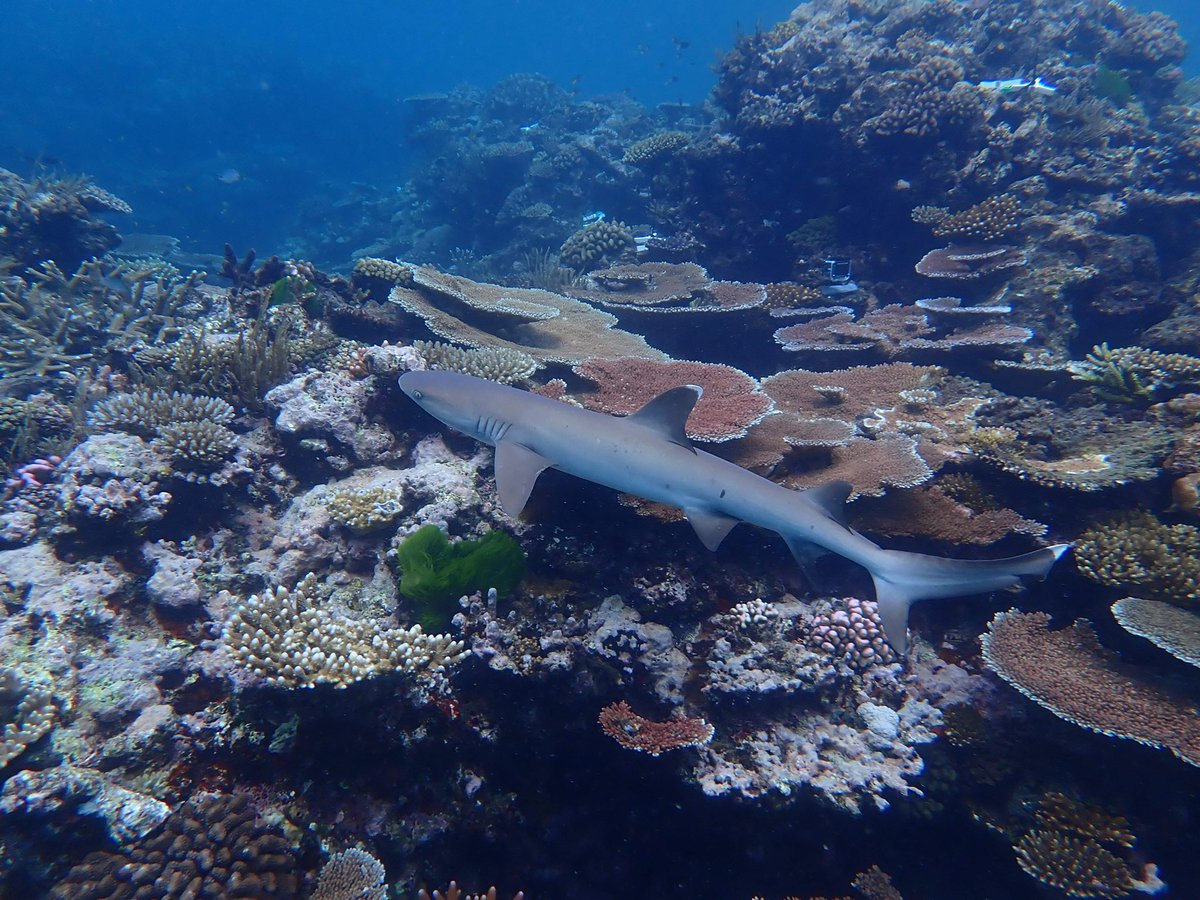 Taylor Whitman (@tnwhitman) on Twitter photo Heaps of parrotfish activity at one of our #coral seeding sites on the northern #GBR. I’m interested in the relationship between water flow, #fish grazing, and coral survival. Will our engineered seeding devices protect coral recruits from grazing?
#RRAP <a href="/aims_gov_au/">Australian Institute of Marine Science</a> Heaps of parrotfish activity at one of our #coral seeding sites on the northern #GBR. I’m interested in the relationship between water flow, #fish grazing, and coral survival. Will our engineered seeding devices protect coral recruits from grazing?
#RRAP <a href="/aims_gov_au/">Australian Institute of Marine Science</a>