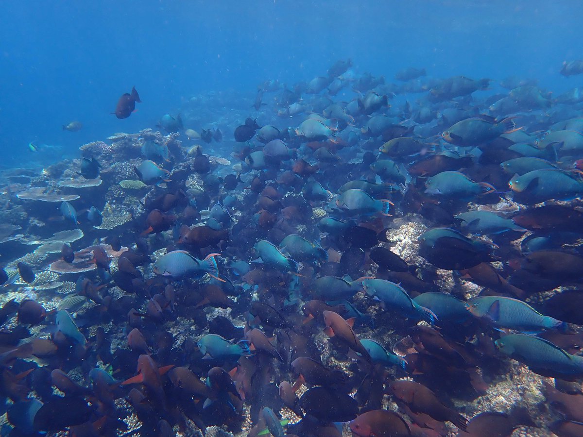 Dr Taylor Whitman tweet media