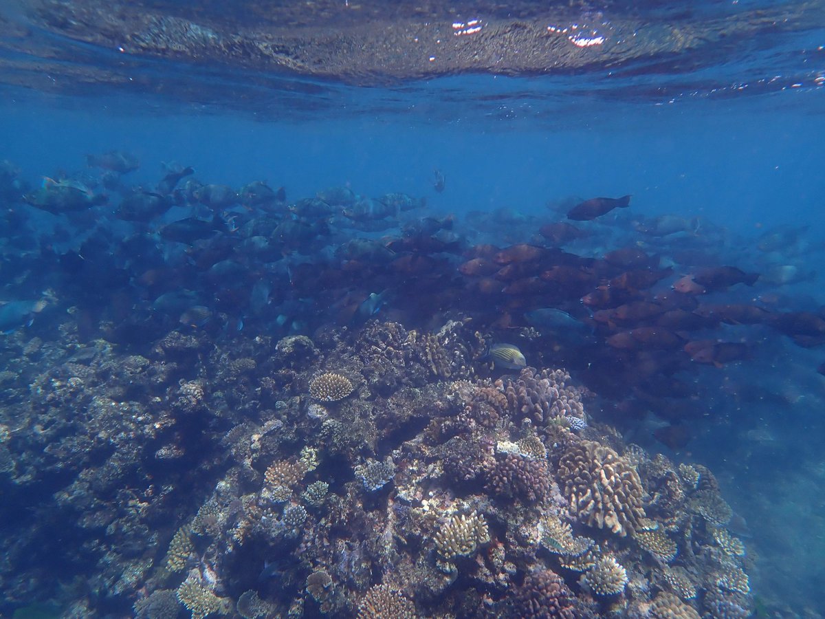 Dr Taylor Whitman tweet media