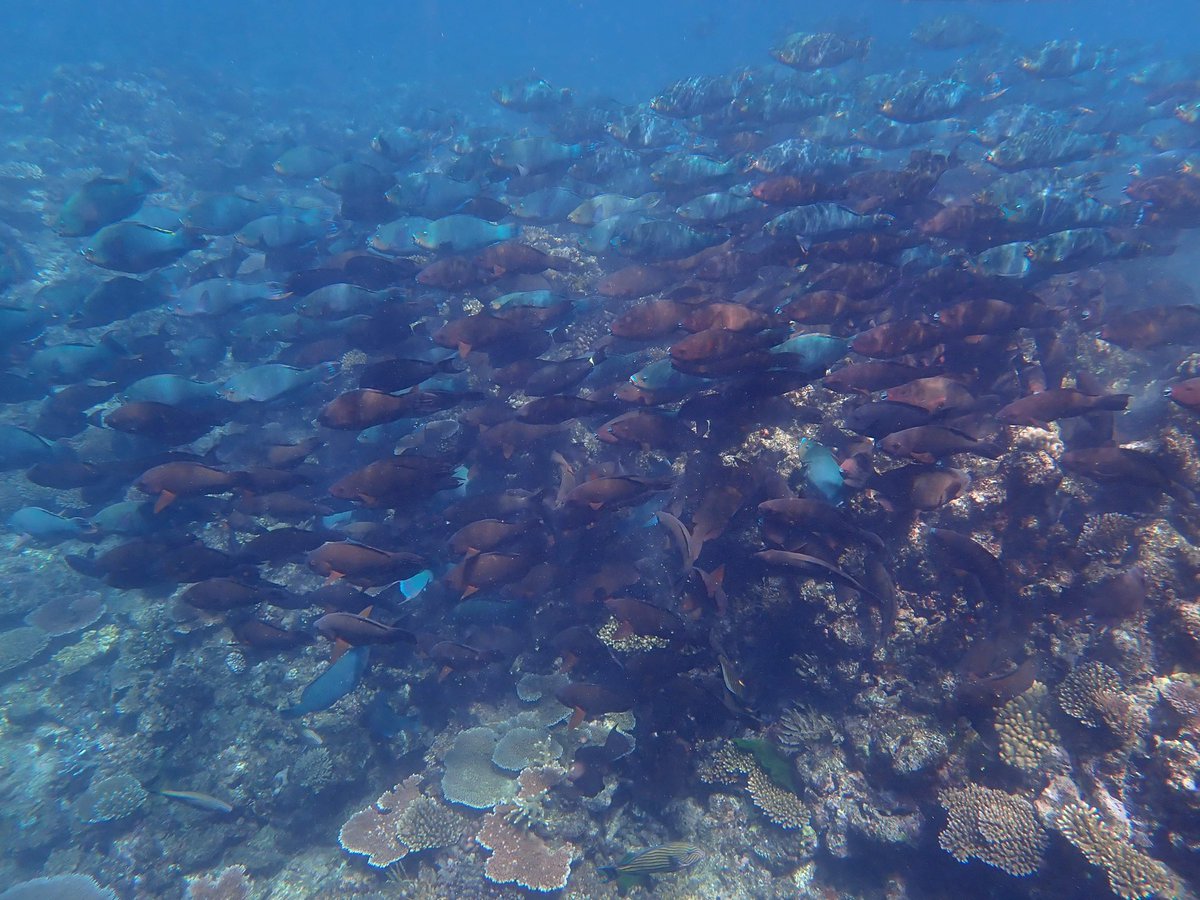 Dr Taylor Whitman tweet media