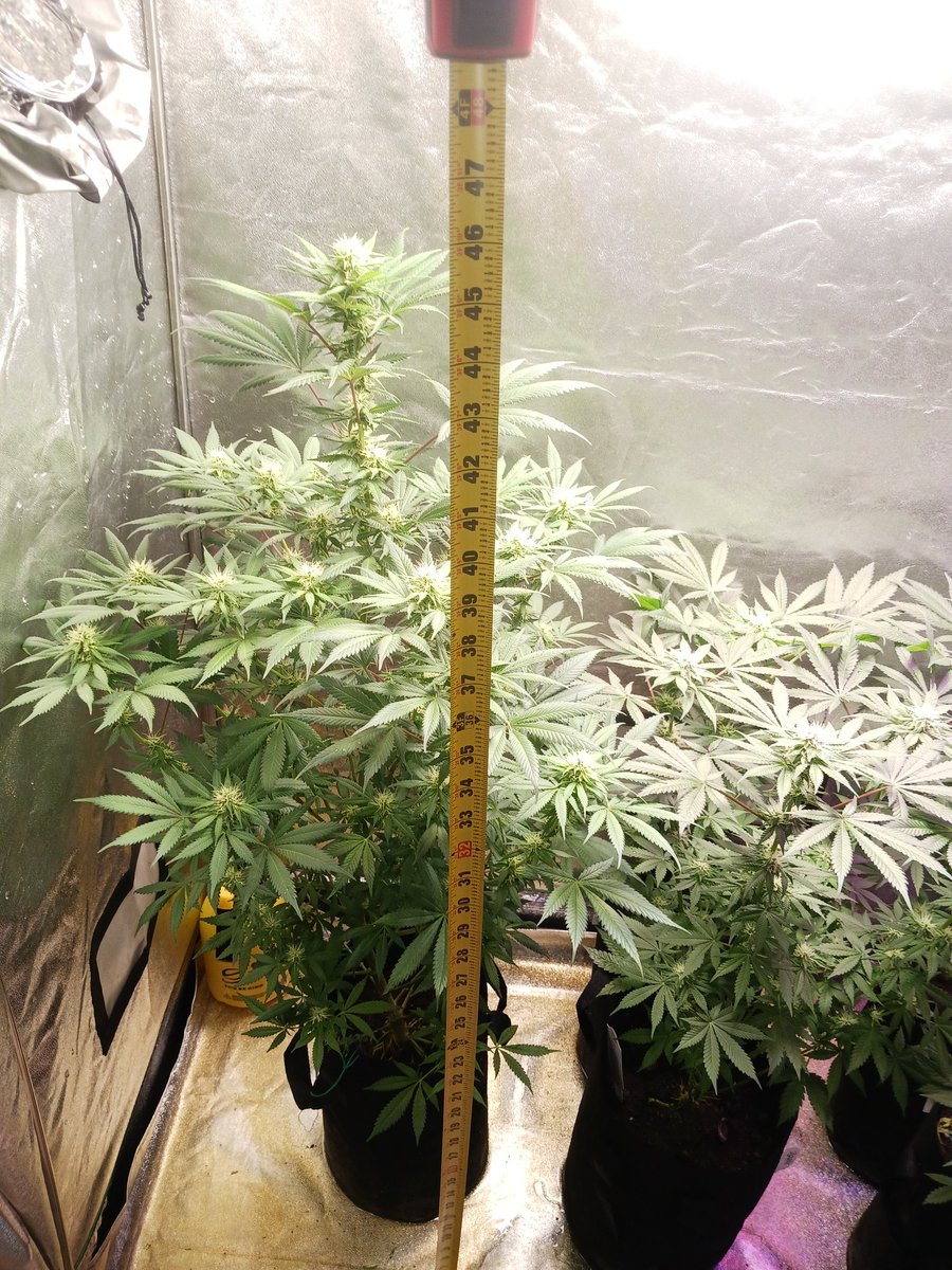 CAPALOTTI2's tweet photo. Pushing 4ft https://t.co/c0nn2KOofR