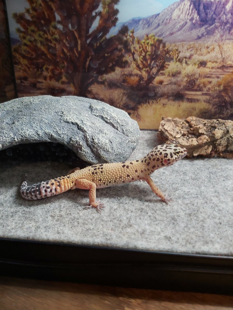 ConservativeTEJ's tweet photo. My happy Gecko https://t.co/Is0gjtiEMl
