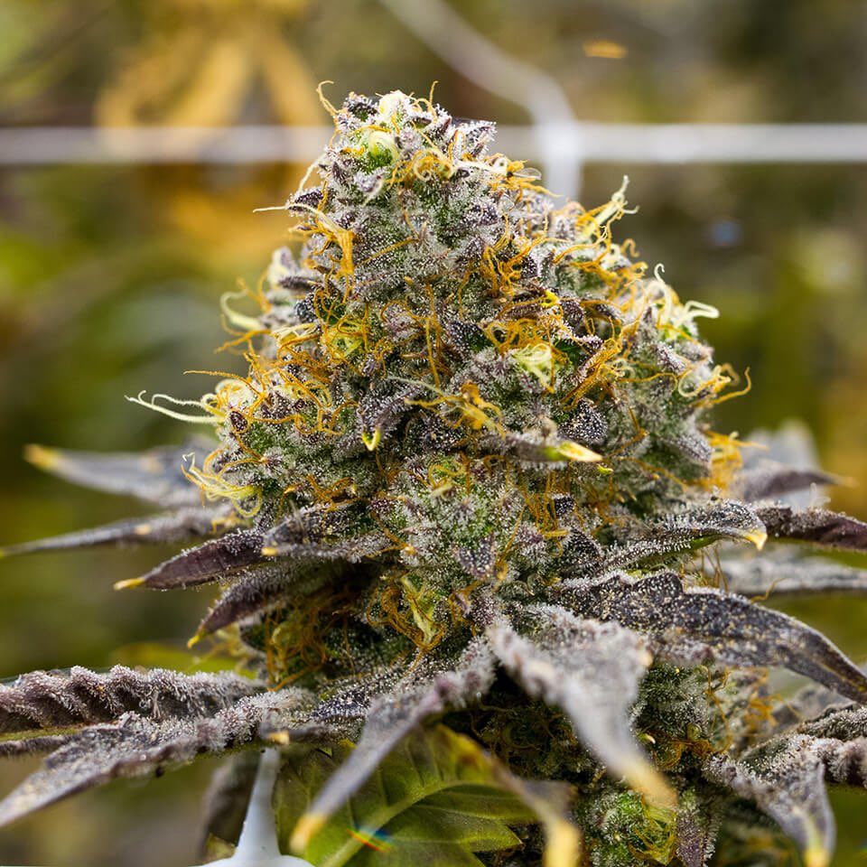 HighAssThinking's tweet photo. What would you name this strain? 😍🔥 https://t.co/5ey2ZvpMzD