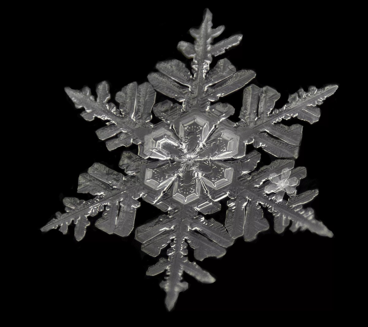 g_50x's tweet photo. Here's some macro photo magic right on time for the holidays — a storm-chasing Colorado doctor snaps spectacular close-up shots of snowflakes (with 3-dimensional 'floral' centers) from his front porch!
Mother Nature's crown jewels 💎✨
#SamPhotoFan #Photo
https://t.co/y1PscNWJM3 https://t.co/hLXMP8jiXC