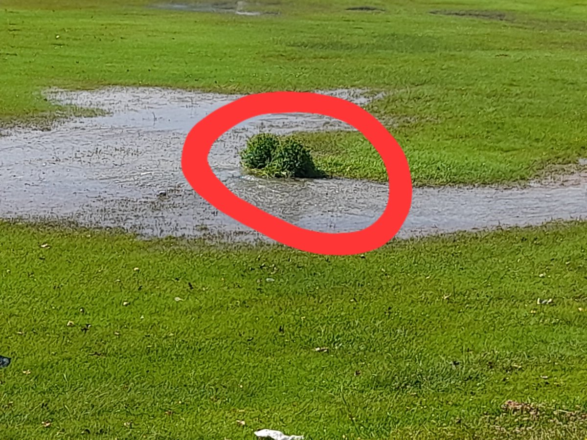 Delfos Cricket Club tweet media