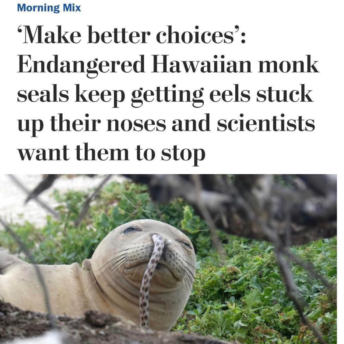 Kristi Yamaguccimane (@wapplehouse) on Twitter photo 