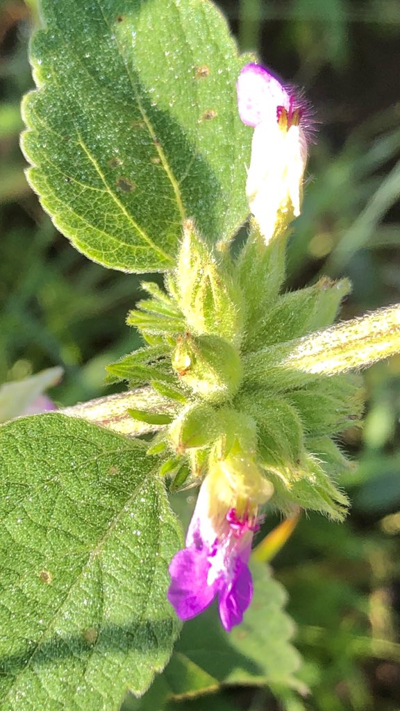 vrundavs's tweet photo. What I love about #WildFlower ..
Is her unpretentiousness 🌸🌸
She just exists…with her restrained elegance…quiet presence…
No show off …not attention seeking..
Just calm and peaceful..,
The lessons I’m reminded of each morning..
#coldmorning #warmsun #vrupix #pinkpower https://t.co/7smNaiNWGA