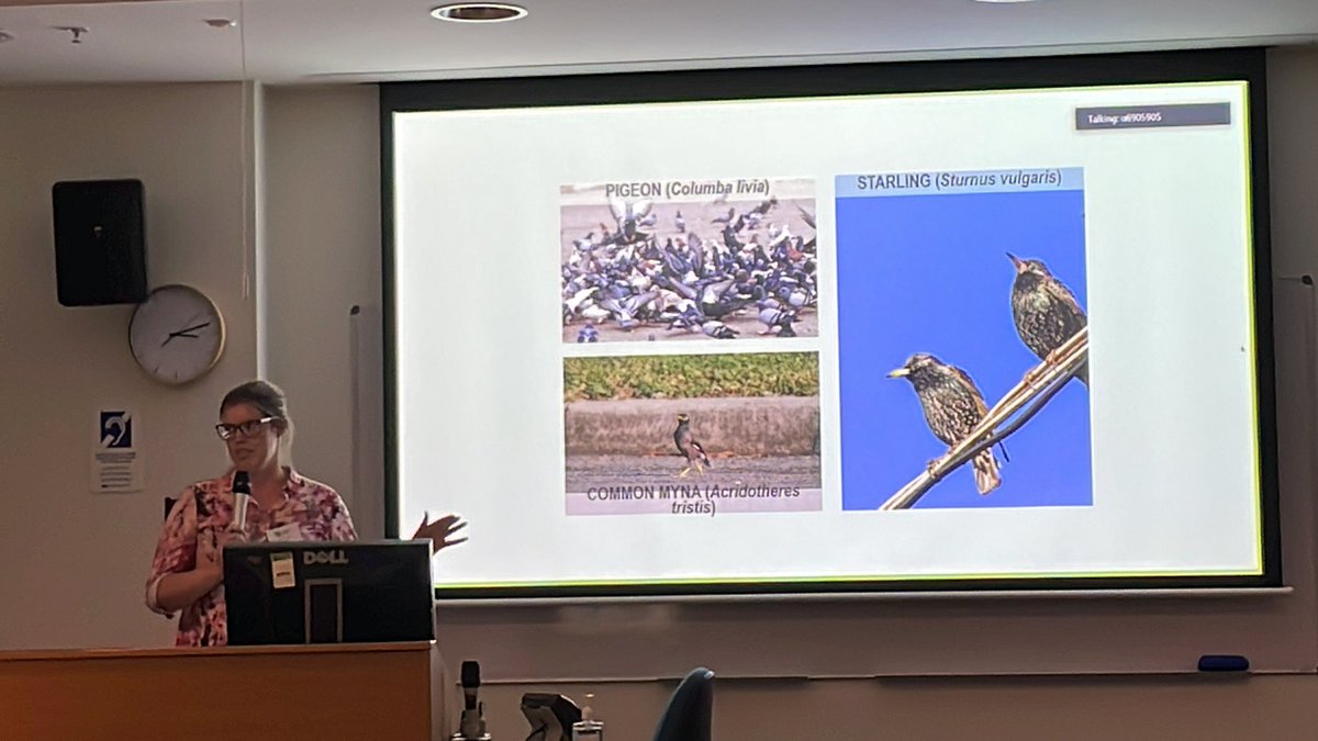 Rob Brooks (@brooks_rob) on Twitter photo Singing the praises of …. invasive starlings. <a href="/Katarina_Stuart/">Katarina Stuart</a> knows how to count into a stacked deck! #AES2022 Singing the praises of …. invasive starlings. <a href="/Katarina_Stuart/">Katarina Stuart</a> knows how to count into a stacked deck! #AES2022