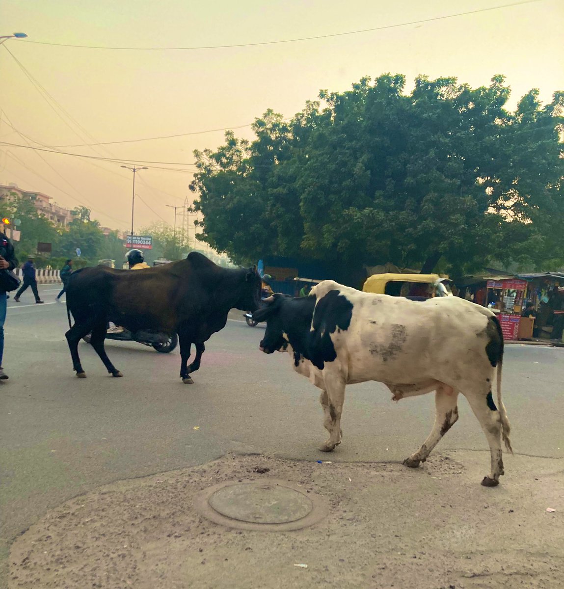 hdpreet's tweet photo. Lot of talk about reigning #straydogs but what about #straycattle.They are a safety hazard on busy roads.
Why aren’t we taking action against milkmen intentionally leaving cows on the streets?
#gaumata #cows #holycows #GOAT𓃵 https://t.co/092nAPyBKP
