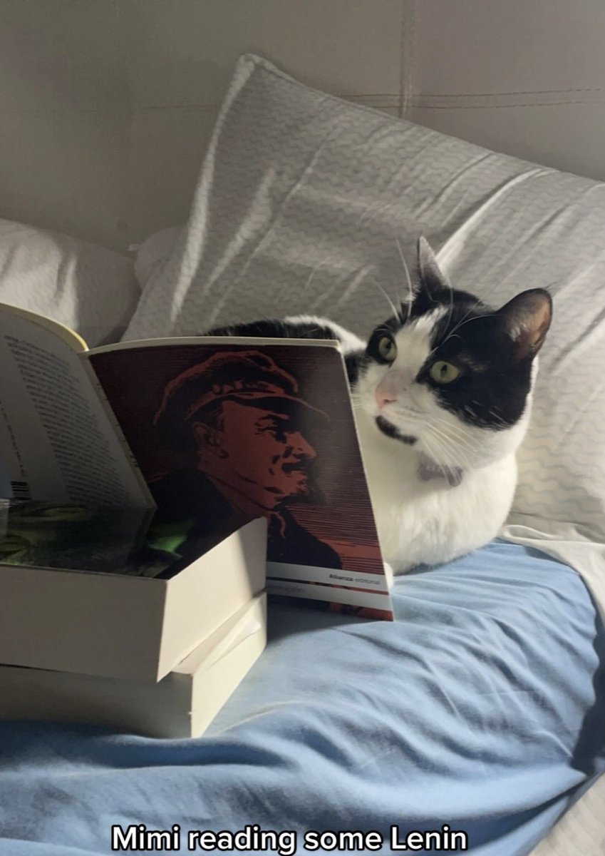 kwhalien's tweet photo. Meu aesthetic favorito são coisas fofas lendo sobre comunismo https://t.co/vmnFhzInk8
