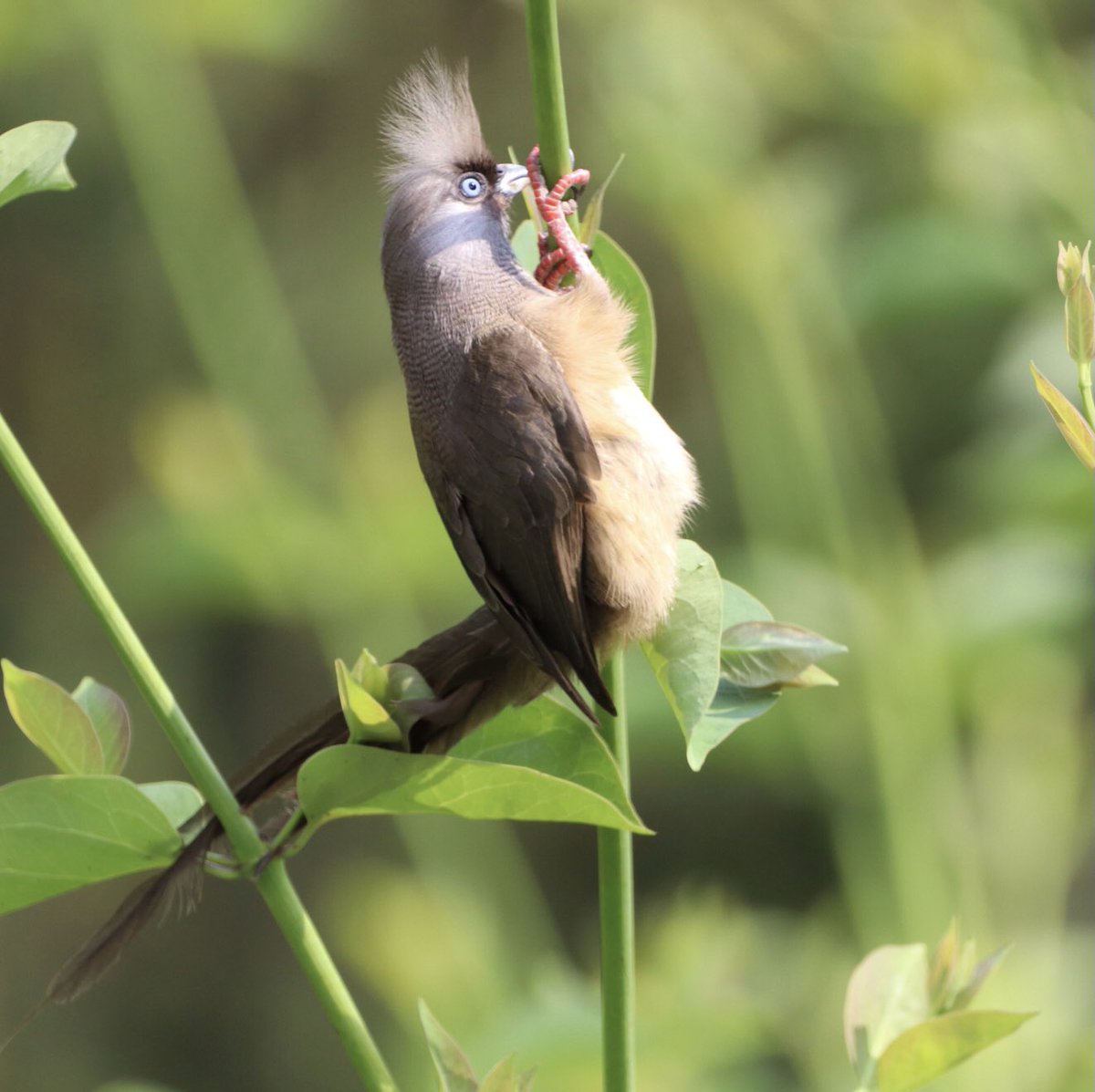 jomcphail's tweet photo. 3 pictures of this lovely mousebird sit above my desk. They make me smile every morning. #BirdsofEthiopia https://t.co/tM0iLOnVw8