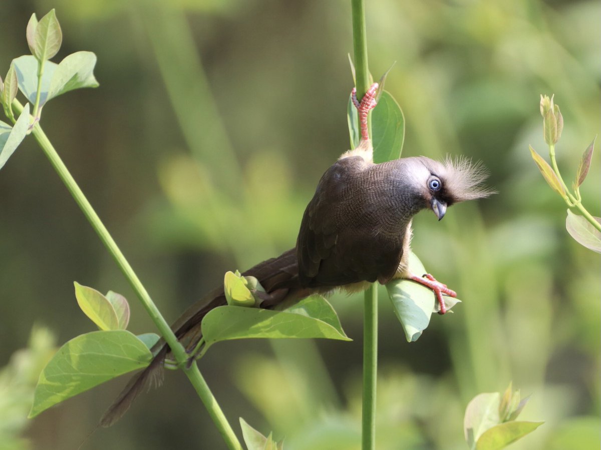 jomcphail's tweet photo. 3 pictures of this lovely mousebird sit above my desk. They make me smile every morning. #BirdsofEthiopia https://t.co/tM0iLOnVw8