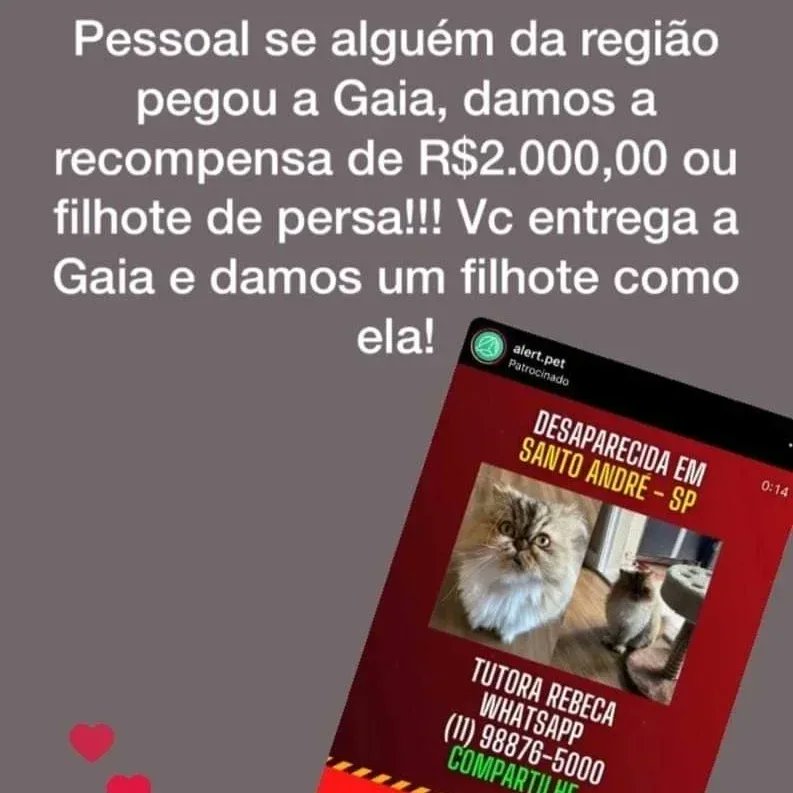 GisleneBritoMac's tweet photo. Ela foi perdida no trajeto indo para o pet shop no dia 08/12/2022 por volta das 11h00.
Nome: Gaia
Trajeto: Rua Araguaia, dos Alpes, Lituânia, Canadá, Paraguai, Holanda, Suíça, Japão,  Av Alfredo Maluf. Pode estar na Vl. Curuçá, Jaçatuba, Pq das Nações, Vl Alto de Santo André. https://t.co/K1ASV0oZWw