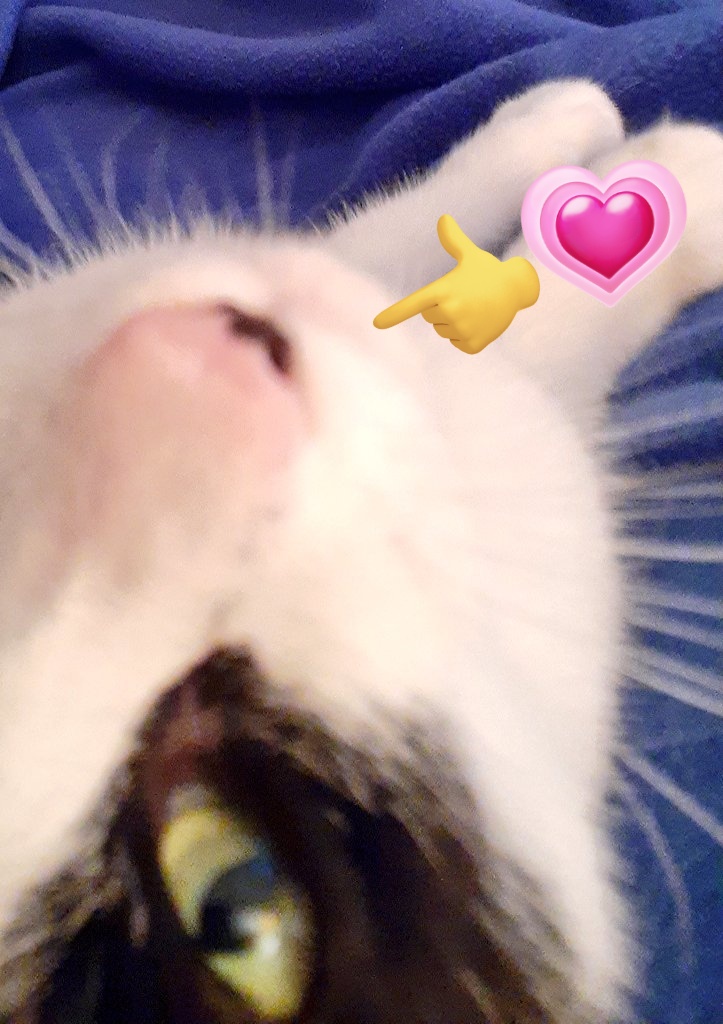 HELLANBIGLOVE's tweet photo. @SteveCroshaw 💗 #PinkNoseBrigade 👆🧵

💌 #ROSIE  #cats #CatsOfTwitter

🌸#PinkNoses are #CoolCats 💯 https://t.co/uWkrhaCPSk
