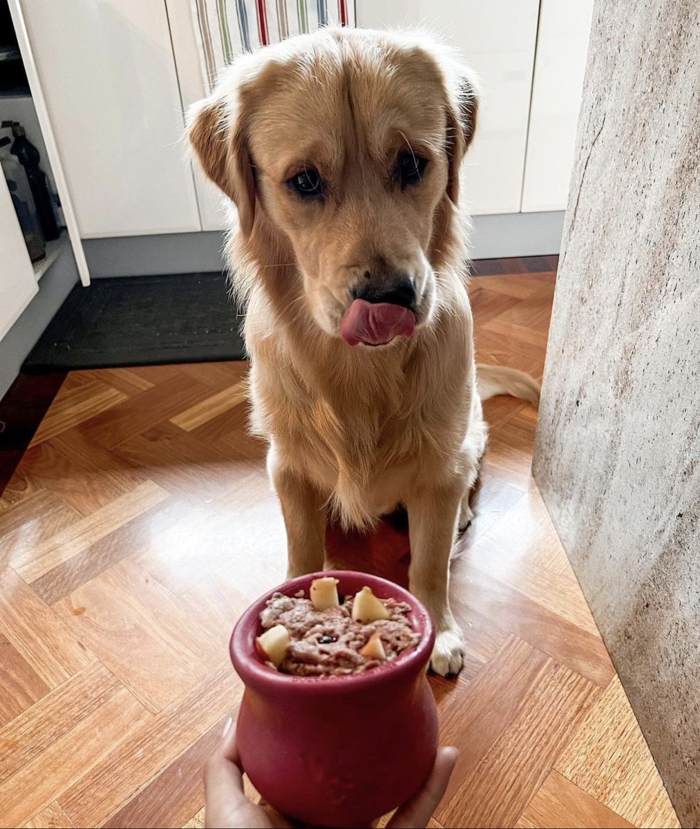 Tried out my new Christmas toppl <a href="/westpawus/">West Paw</a> with my brekkie and a few pieces of apple 🍎 #enrichment

I had a lot of energy this morning so mum thought some morning enrichment would be a great outlet 😅

The verdict? Tasty to his tongue!