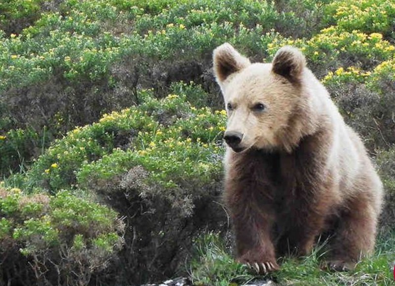 ConservationFLs's tweet photo. In Spain During the 14th Century Spanish bears flourished, but by the 1990s only some 50 remained, mostly in the wilds of Cantabria, northern Spain. Now the brown bear population stands at more than 400 and grows by 30 to 40 animals yearly https://t.co/zw3y5xyWu2 https://t.co/FqEqOaEtfw