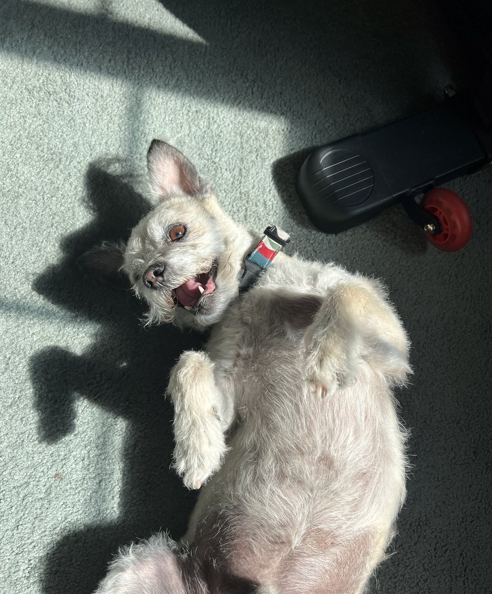 Feeling extra grateful tonight for my four pups 🥰🐾 4 isn’t easy but it’s definitely worth it 💯