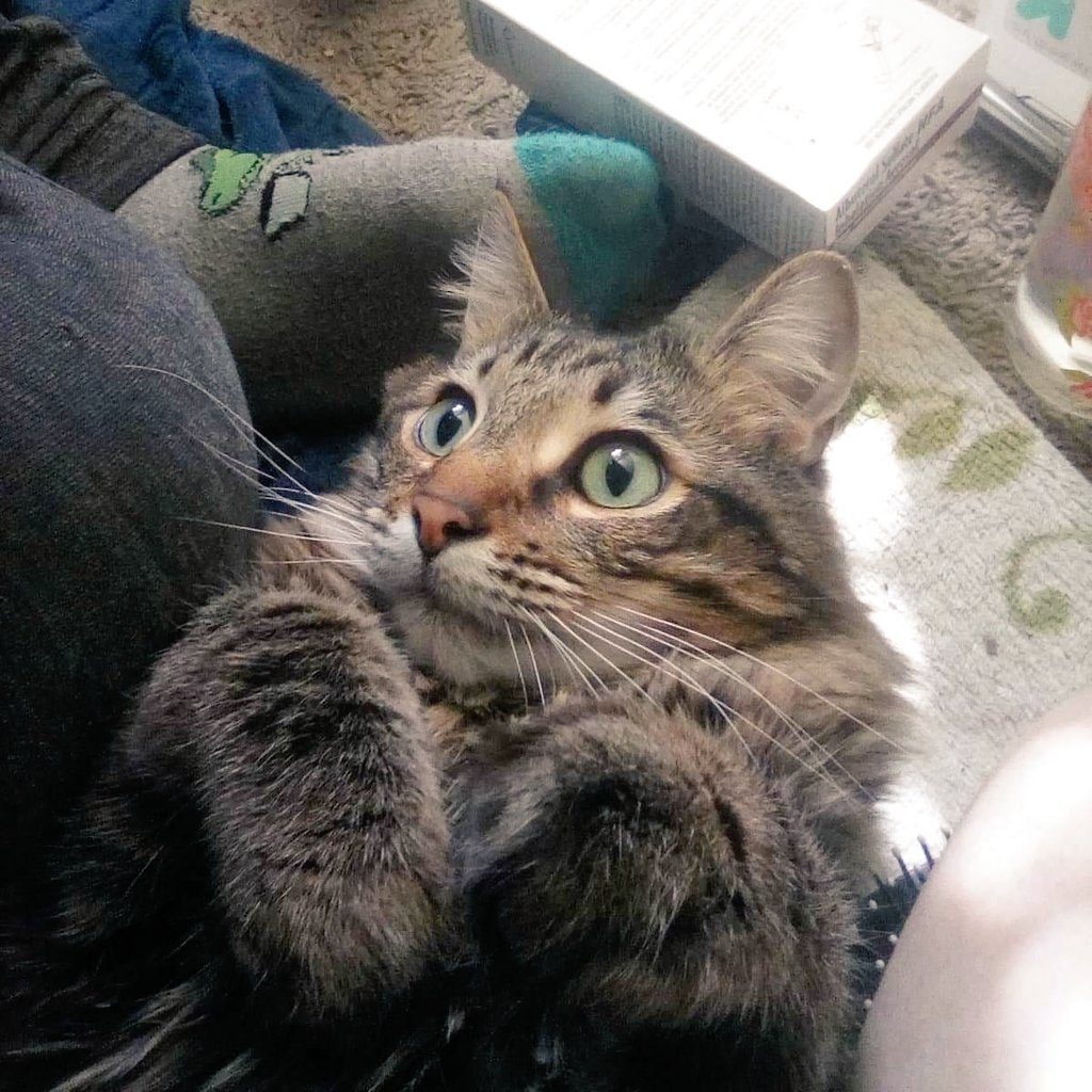 StardustChasm's tweet photo. Tysm for the $20, $7, $5 for shelter!!! 💗
Can anyone match any of these?? 🥺
$octopuslaws8
We have less than 2 HOURS to raise $390 😰
#MutualAid #SurvivalFund #Shelter #Housing #Emergency #Crowdfunding #Cats #Cashapp #CashappBlessings #HelpTheUnhoused #Cold #Hungry #CPTSD https://t.co/B0S0o2NNFk