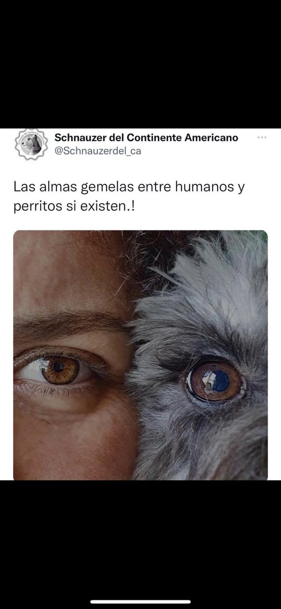 cindyale's tweet photo. Parte de mi corazón se va contigo, te amare y extrañaré siempre Slinky Roberto. Gracias por 14 maravillosos años. 🕊️🐾🤍 https://t.co/1w41eqonGS
