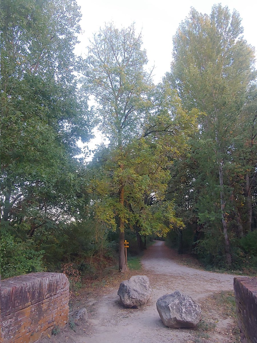 Il y a ceux qui regardent le foot en oubliant tous les morts pour construire ce stade qui est un désastre écologique, pour ma part je préfère largement rester en admiration devant les arbres 🌳🌲🌳💚💚💚 et dire bonjour à leurs ami-e-s.
 #arbredumatin