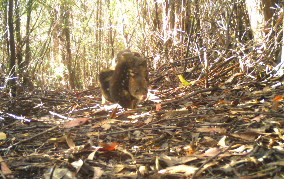 Barry Brook tweet media