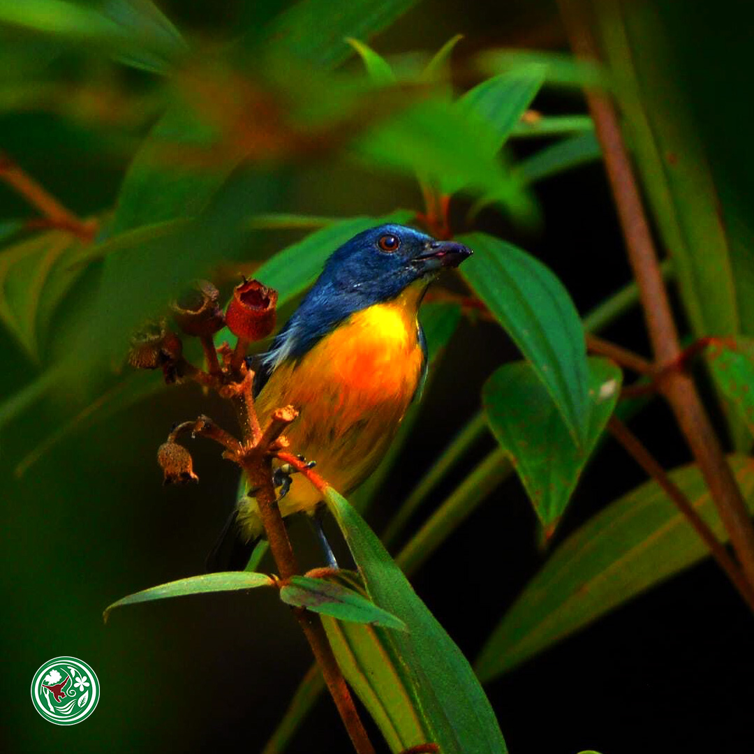 #Forest4Orangutans 
The mangrove blue flycatcher (Cyornis rufigastra) is a small bird measuring 14-15 cm in length and weighing 13-18 g. It is found in Brunei, Indonesia, Malaysia, the Philippines, and Singapore. What brilliant, blue feathers it has! 💙

#PhotoOfTheWeek