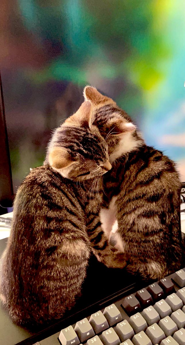 OMG I CANT! 🥺

#CatsOfTwitter