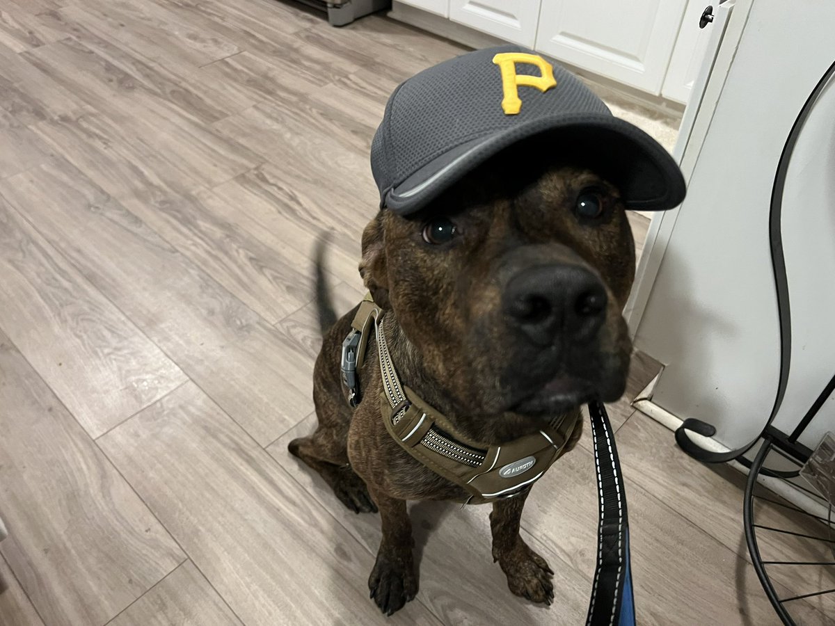 Libranicfighter's tweet photo. @Pirates Need a second base-dog? https://t.co/hXFqNjrhuI