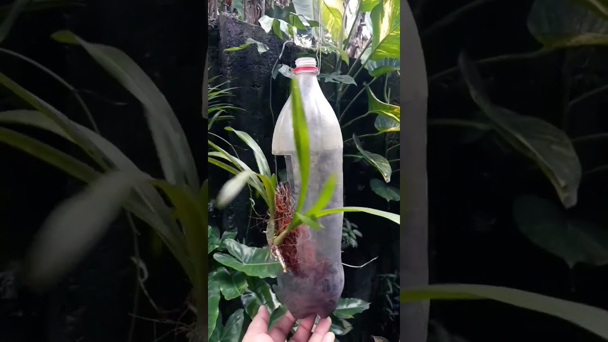 AllForGardening's tweet image. ##GardeningTips #gardeningideas  #reuseideas #savetheplanet #tropicalgardening
 
#GardenTips #GardenerTips
 
allforgardening.com/339889/gardeni…