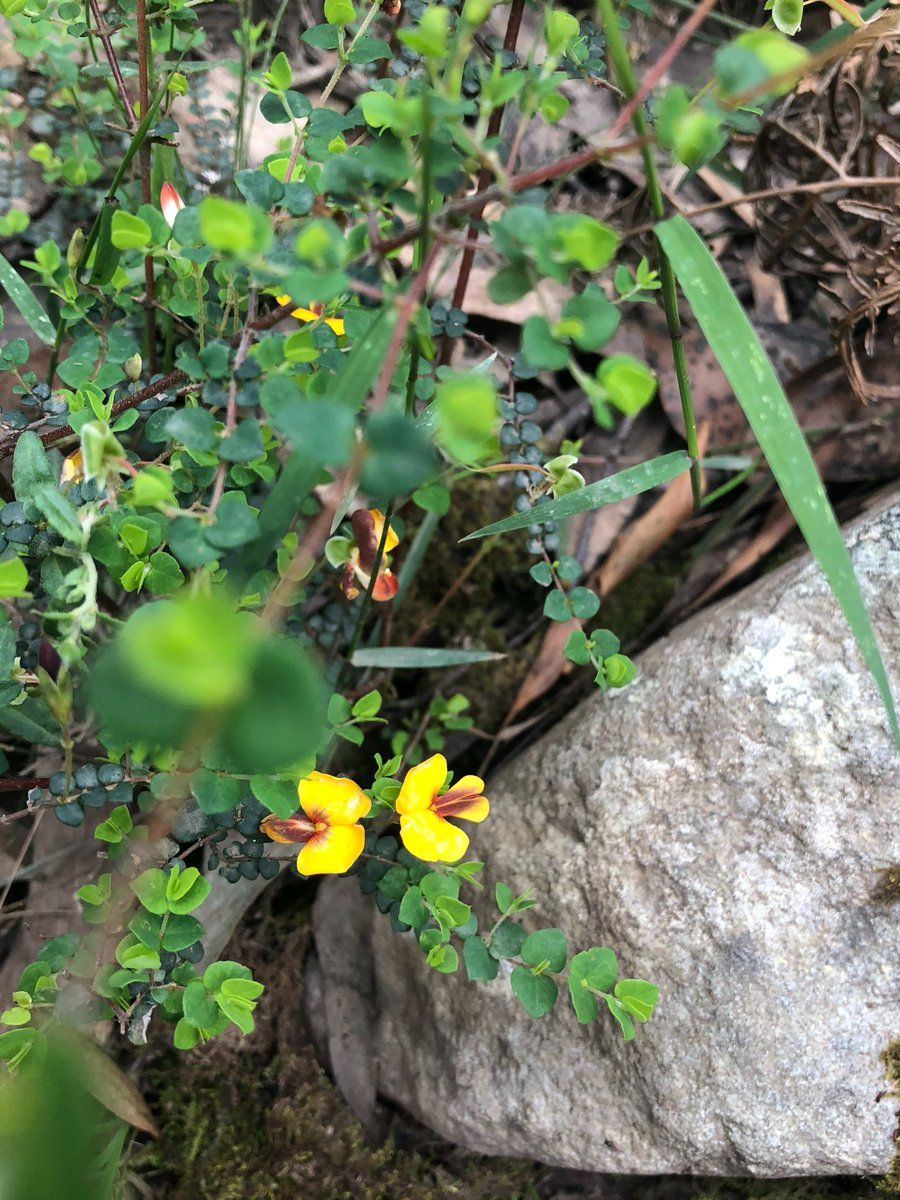 E_R_Australia's tweet photo. Even though yesterday didn't feel very much like spring, let alone summer, it was heartening to see the #bossiaea cordigera, #wirybossiaea, flowering up a storm! #biodiversitysurvey #nativeflora #endangeredflora #wombatstateforest https://t.co/c6M2abQact