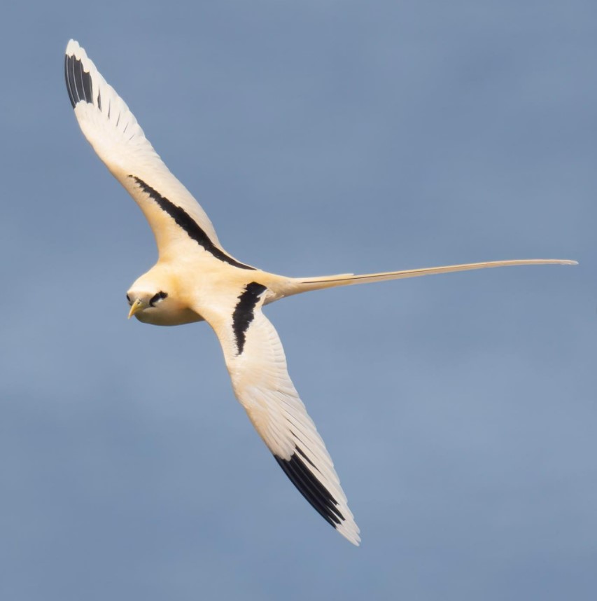 Is this the most beautiful bird in Australia? The golden bosun, with its golden hue and long tail feathers or 'streamers', is a magical sight above Christmas Island. 📷©Barry Baker