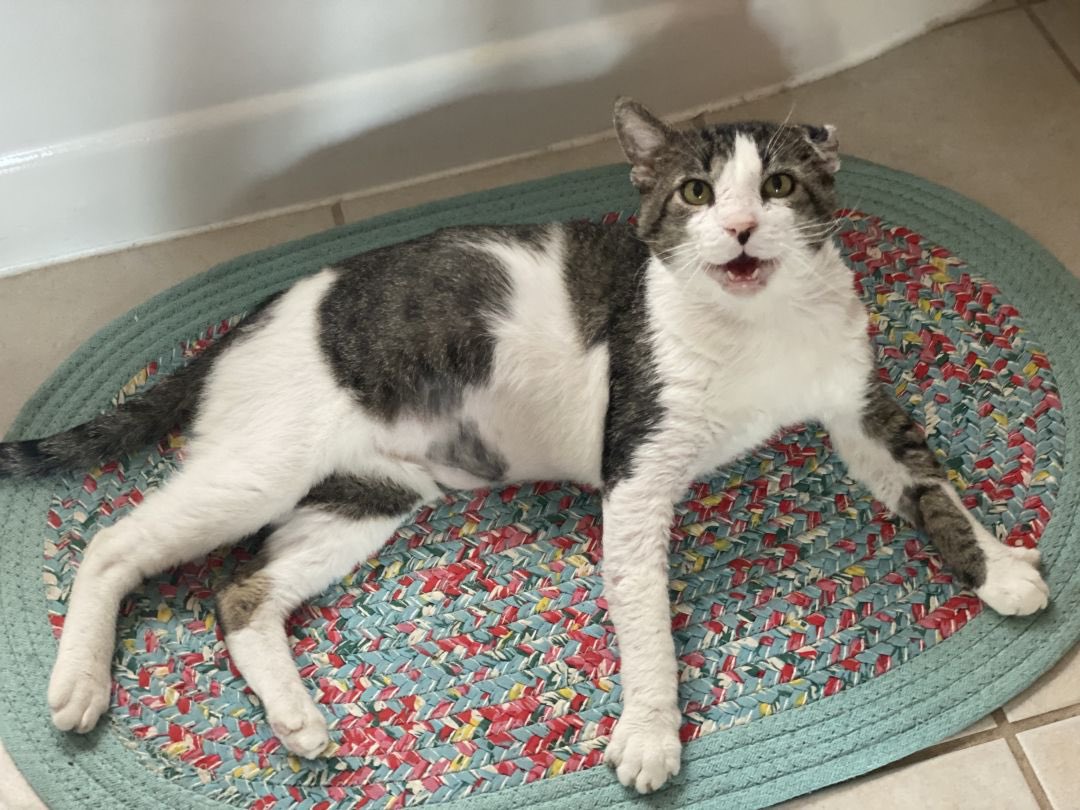 BRIGHTON, CO! Papa is an older FIV man on a special prescription diet, but it wont stop him from running up to the door to welcome you home! petfinder.com/cat/papa-in-co…