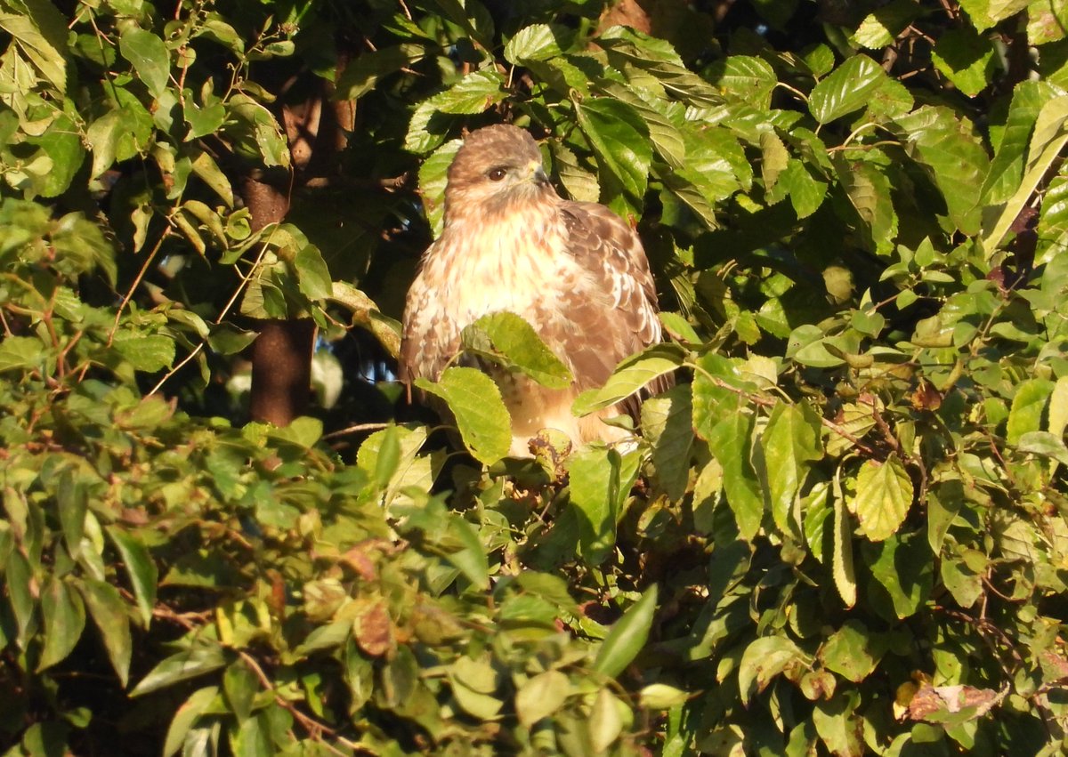 ブラジル最大のハヤブサは何ですか?