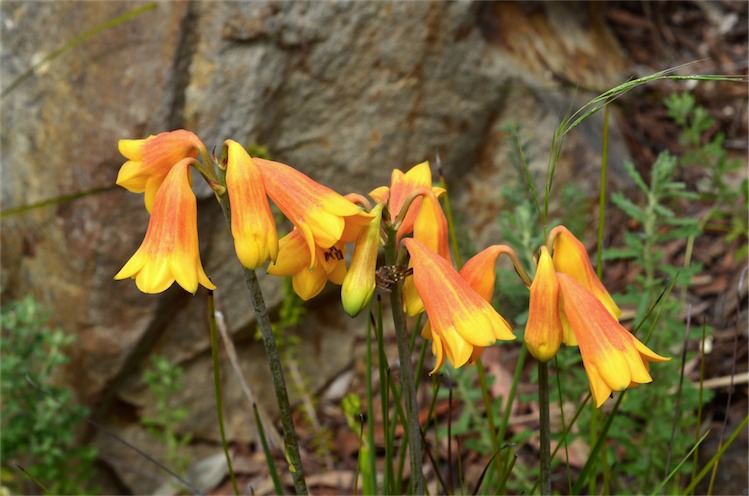 🎵Tis the season for Christmas bells (Blandfordia grandiflora)🎶 Found in swampy coastal areas from Sydney to Brisbane they often flower around Christmas, hence their 'common' name. It is a special treat to find these delicate native beauties in the wild. 📷 Murray Fagg