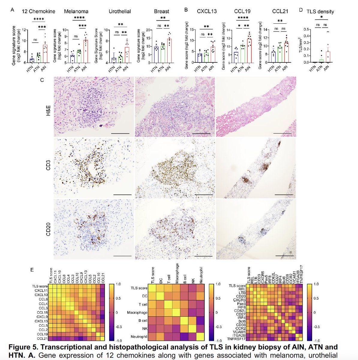 Katalin Susztak tweet media