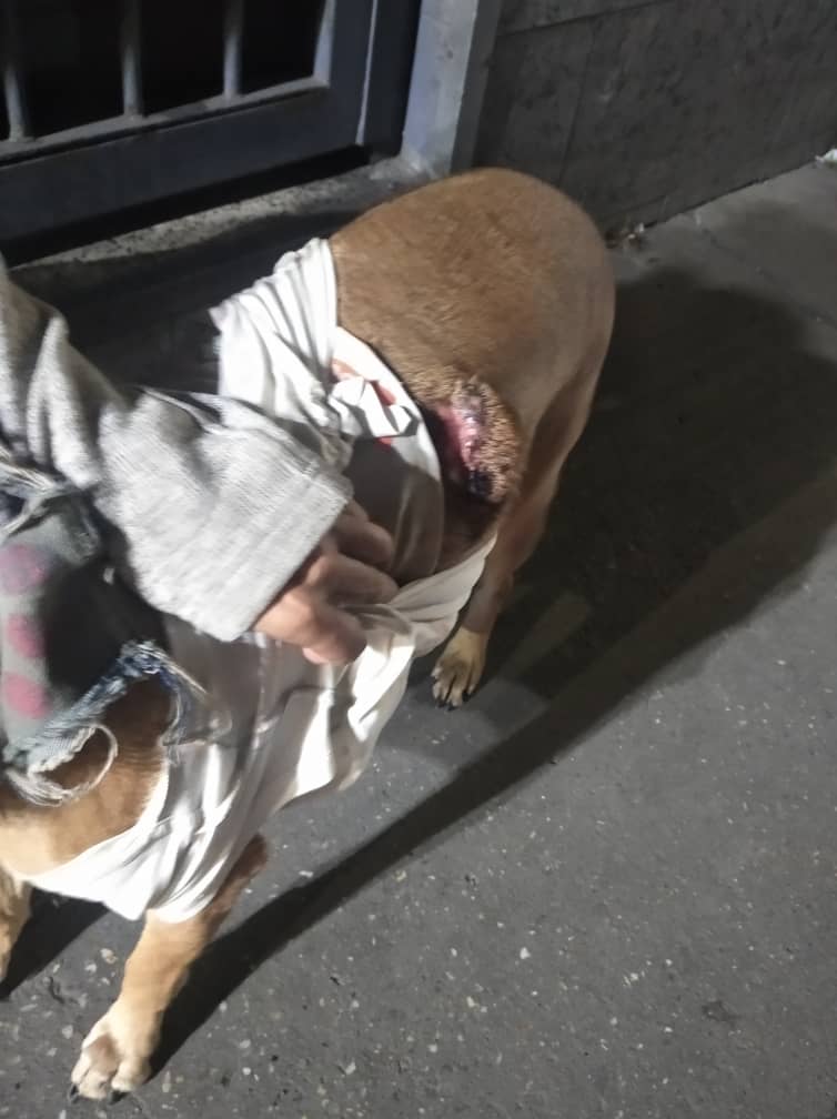 maritesotelo's tweet photo. 🐶❤️🤍🐶❤️🤍🐶❤️

#RtxFavor
Gracias #Todos por difusión y aportes.
Faltan 80,01$ para cirugía de #Gigy. (135$ -cirugía,química sanguinea y transporte-)
Se han recaudado 
640,60 bs=54,01$
$BCV
Hoy 11.86$
Mañana 12,66$

Magda Anzola
bco de Venezuela 0102
6.898.922 
☎️ 04241326982
. https://t.co/woO8D1slWd