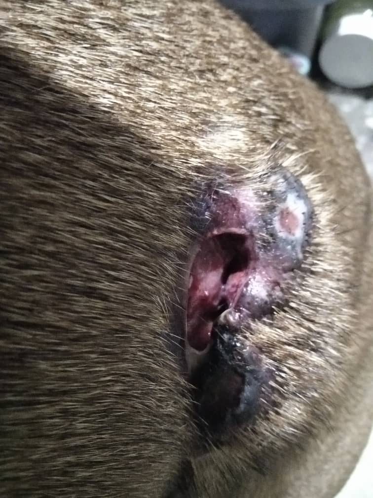 maritesotelo's tweet photo. 🐶❤️🤍🐶❤️🤍🐶❤️

#RtxFavor
Gracias #Todos por difusión y aportes.
Faltan 80,01$ para cirugía de #Gigy. (135$ -cirugía,química sanguinea y transporte-)
Se han recaudado 
640,60 bs=54,01$
$BCV
Hoy 11.86$
Mañana 12,66$

Magda Anzola
bco de Venezuela 0102
6.898.922 
☎️ 04241326982
. https://t.co/woO8D1slWd