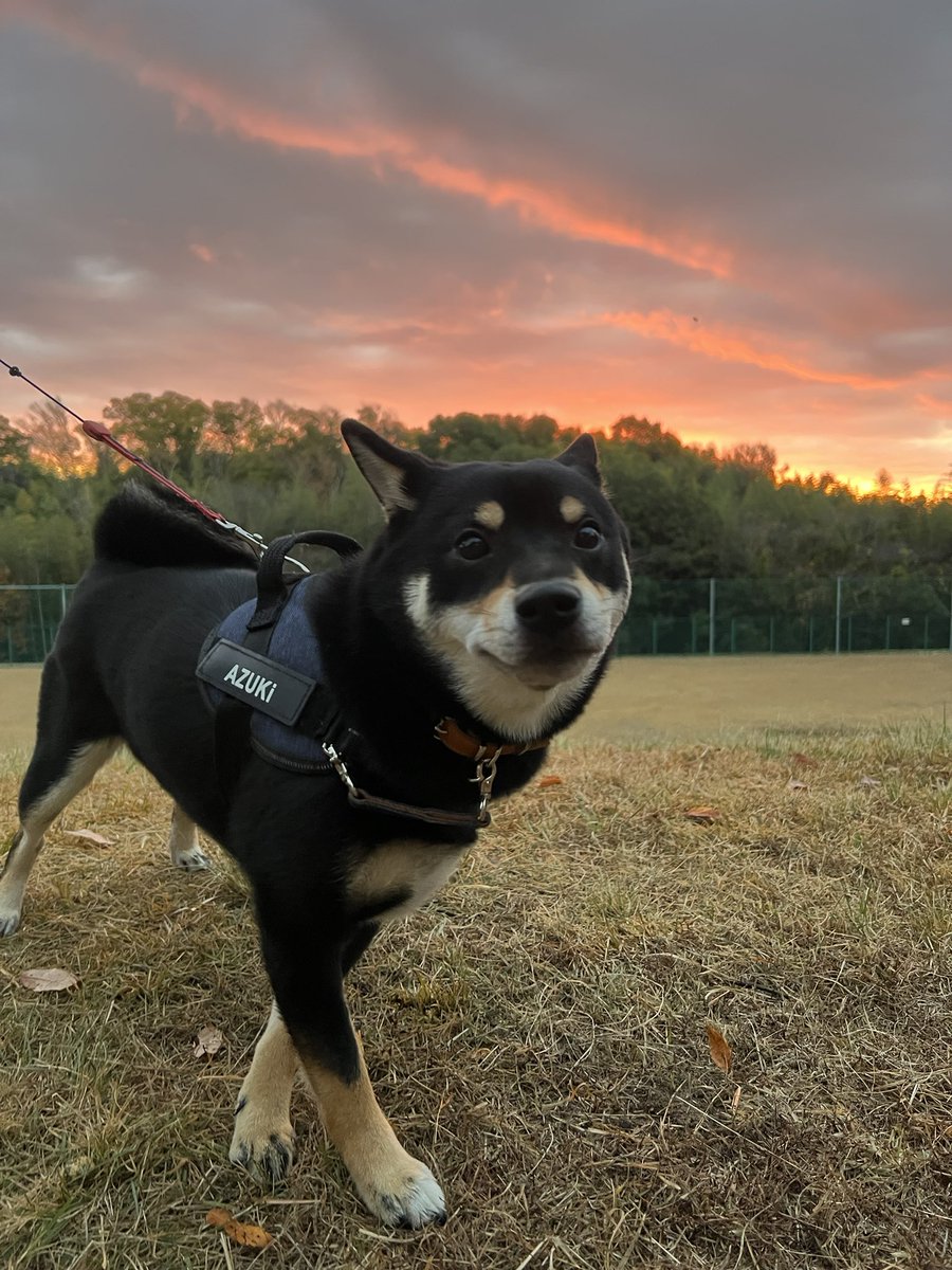 azuki_mame94's tweet image. 🐶「おはようございます☀」