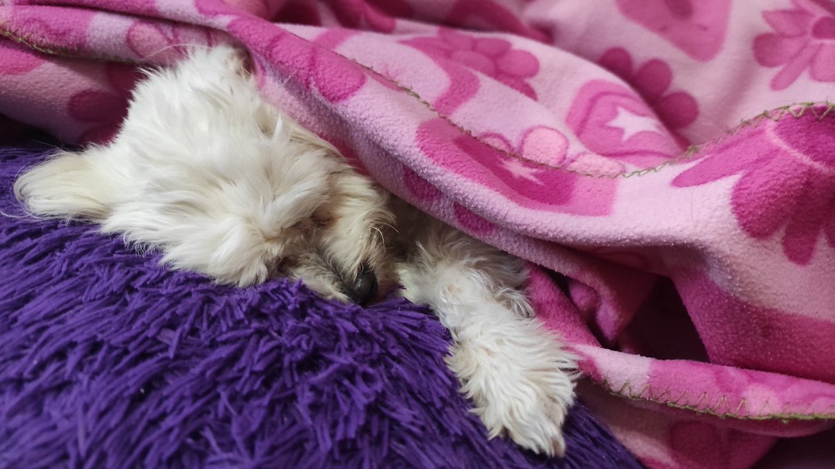 Andrearos01's tweet photo. Yo con mi perro todos los días tapándole para que no tenga frío y diciéndole todo lo que le quiero https://t.co/Jfo1Z1gAVy