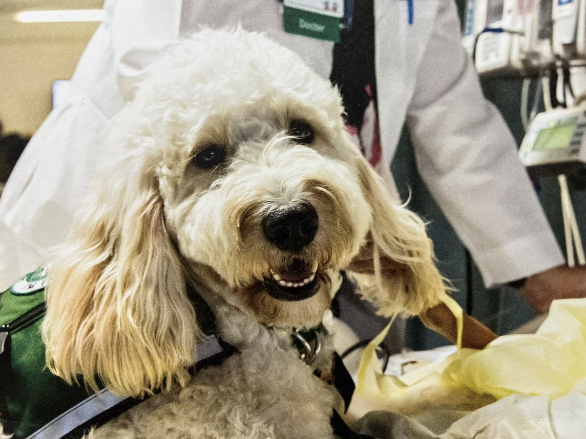 Emory/Childrenās PICU Fellows (@emorypedsicu) on Twitter photo Today we honored and celebrated Tidings, our beloved <a href="/childrensatl/">Children's</a> #PedsICU therapy dog, on his last official day of work.
Please join us in thanking him for over six years of service to our patients, families, and staff.
He will be missed mightily ā¤ļø š¾ Today we honored and celebrated Tidings, our beloved <a href="/childrensatl/">Children's</a> #PedsICU therapy dog, on his last official day of work.
Please join us in thanking him for over six years of service to our patients, families, and staff.
He will be missed mightily ā¤ļø š¾