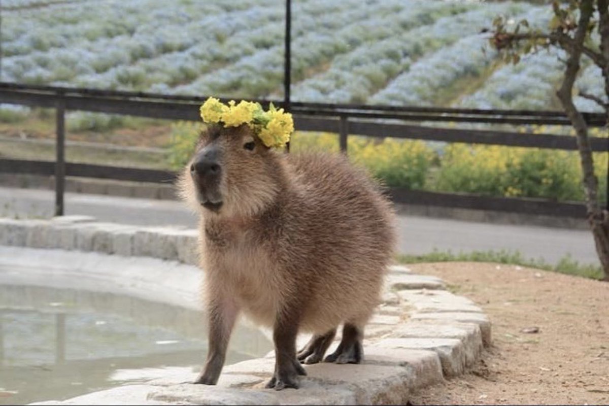 CAPYBARA_MAN's tweet image. Midsommar (2019)